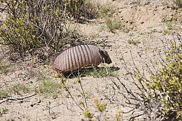 Armadillo, Valdes Peninsula, Patagonia, Argentina, South America