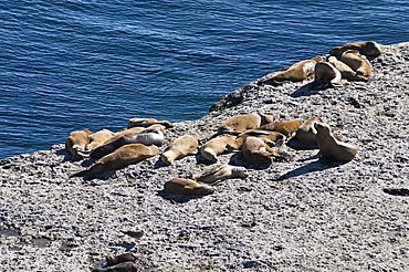 Sea lions, Valdes Peninsula, Patagonia, Argentina, South America