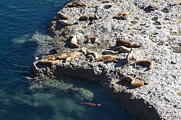 Sea lions, Valdes Peninsula, Patagonia, Argentina, South America