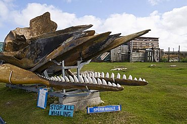 Whale skeleton in private garden, Port Stanley, Falkland Islands, South America