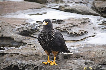 Striated caracara bird, Carcass Island, Falkland Islands, South America 