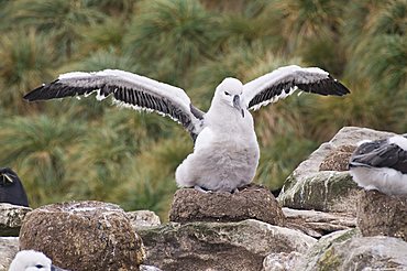 Black browed albatross chick, West Point Island, Falkland Islands, South America