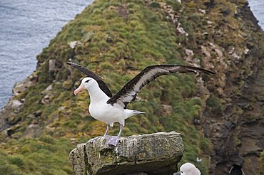 Black browed albatross, West Point Island, Falkland Islands, South America