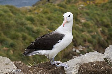 Black browed albatross, West Point Island, Falkland Islands, South America