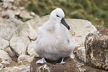 Black browed albatross chick, West Point Island, Falkland Islands, South America