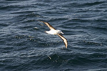 Albatross near Falkland Islands, South America