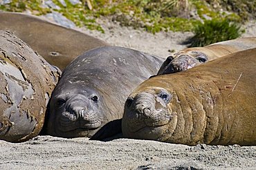 Elephant seals, Moltke Harbour, Royal Bay, South Georgia, South Atlantic