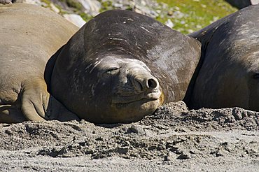 Elephant seals, Moltke Harbour, Royal Bay, South Georgia, South Atlantic