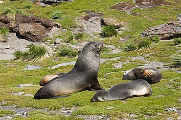 Fur seals, Moltke Harbour, Royal Bay, South Georgia, South Atlantic