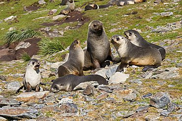 Fur seals, Moltke Harbour, Royal Bay, South Georgia, South Atlantic