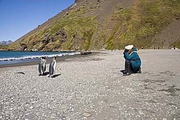 King penguins, Moltke Harbour, Royal Bay, South Georgia, South Atlantic