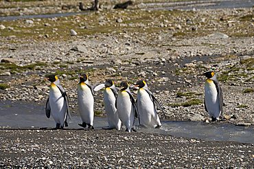 King penguins, Moltke Harbour, Royal Bay, South Georgia, South Atlantic