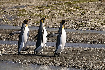 King penguins, Moltke Harbour, Royal Bay, South Georgia, South Atlantic