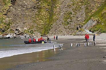 King penguins, Moltke Harbour, Royal Bay, South Georgia, South Atlantic