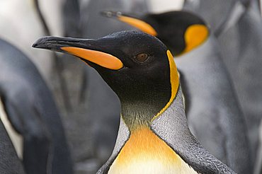 King penguins, St. Andrews Bay, South Georgia, South Atlantic