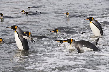 King penguins, St. Andrews Bay, South Georgia, South Atlantic