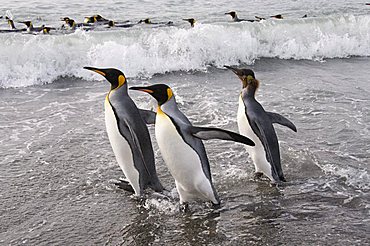 King penguins, St. Andrews Bay, South Georgia, South Atlantic