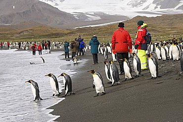 King penguins, St. Andrews Bay, South Georgia, South Atlantic