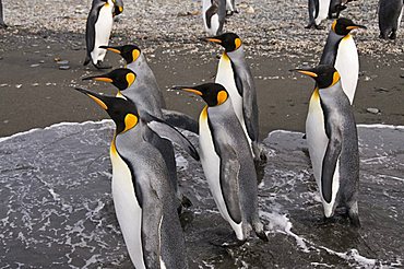 King penguins, St. Andrews Bay, South Georgia, South Atlantic