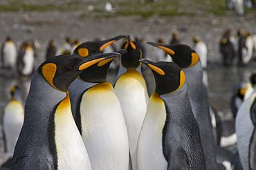 King penguins, St. Andrews Bay, South Georgia, South Atlantic