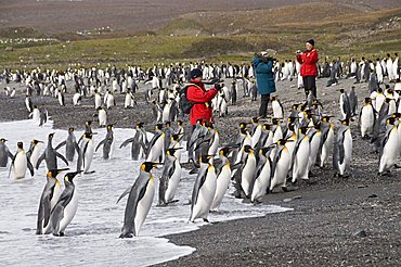 King penguins, St. Andrews Bay, South Georgia, South Atlantic