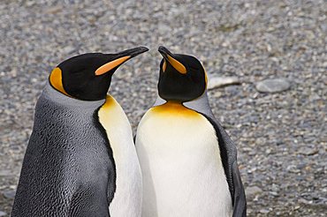 King penguins, St. Andrews Bay, South Georgia, South Atlantic