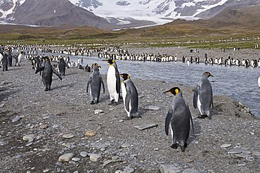 King penguins, St. Andrews Bay, South Georgia, South Atlantic