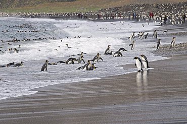 King penguins, St. Andrews Bay, South Georgia, South Atlantic