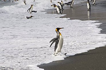 King penguins, St. Andrews Bay, South Georgia, South Atlantic