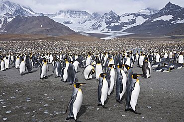 King penguins, St. Andrews Bay, South Georgia, South Atlantic