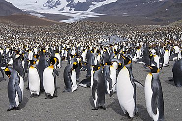 King penguins, St. Andrews Bay, South Georgia, South Atlantic