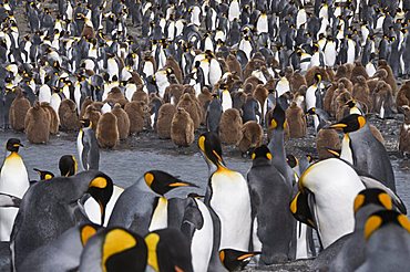 King penguins with brown feathered chicks, St. Andrews Bay, South Georgia, South Atlantic