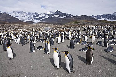 King penguins, St. Andrews Bay, South Georgia, South Atlantic