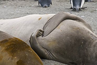 Young elephant seals, St. Andrews Bay, South Georgia, South Atlantic