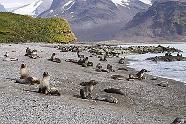 Fur seals, Fortuna Bay, South Georgia, South Atlantic