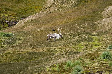 Reindeer, Fortuna Bay, South Georgia, South Atlantic