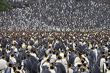 King penguins, Salisbury Plain, South Georgia, South Atlantic