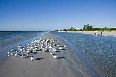 Royal tern birds on beach, Sanibel Island, Gulf Coast, Florida, United States of America, North America