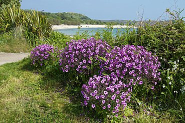 Bryher, Isles of Scilly, United Kingdom, Europe