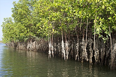 Mangrove swamps with oysters growing up the roots, Makasutu, Gambia, West Africa, Africa 