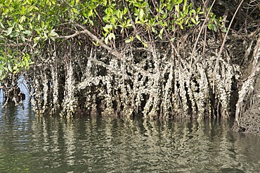 Mangrove swamps with oysters growing up the roots, Makasutu, Gambia, West Africa, Africa