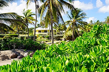 Nesbit Beach Club, Nevis, St. Kitts and Nevis, Leeward Islands, West Indies, Caribbean, Central America