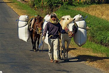 Portrait of a young man walking two loaded horses along road, near Pare Pare, Sulawesi, Indonesia, Southeast Asia, Asia