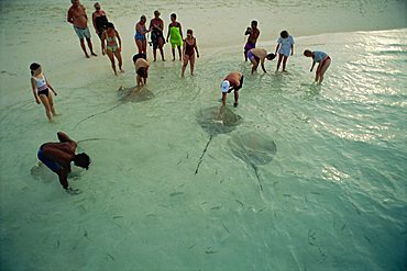 Sting rays, Nakatchafushi, Maldive Islands, Indian Ocean, Asia