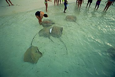 Sting rays, Nakatchafushi, Maldive Islands, Indian Ocean, Asia