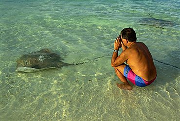 Sting rays, Nakatchafushi, Maldive Islands, Indian Ocean, Asia