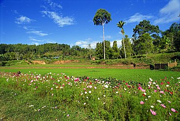 Toraja border area, Sulawesi, Indonesia, Southeast Asia, Asia