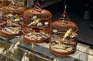 Bird market, Kowloon, Hong Kong, China, Asia