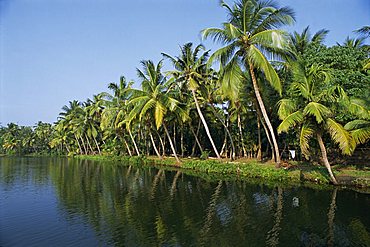 Typical backwater scene, waterway fringed by palm trees, canals and rivers are used as roadways, Kerala, India, Asia