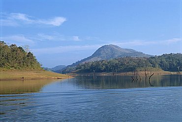 Periyar Wildlife Sanctuary, near Thekkady, Western Ghats, Kerala state, India, Asia